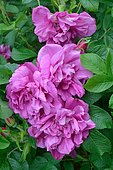 Rugosa rose (Rosa rugosa) 'Moje Hammarberg': very fragrant and disease-free rose, Atantic Pyrenees, France