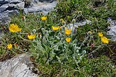 Lawson's hawkweed (Hieracium lawsonii), Habitat: Subalpine limestone crags, Aragonese Pyrenees, Spain