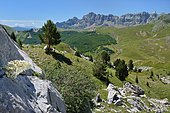 Pyrenean Saxifrage (Saxifraga longifolia), Habitat: sunny limestone rocks, Pyrenean endemic, In the background, the Peña Telera overlooking the Tena valley, Aragonese Pyrenees, Spain