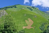 Plant motif: dove of peace with its olive branch on the slope of Poey (652m), Accous, Aspe Valley, Pyrénées Atlantiques, France