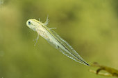 Crested newt larva (Triturus cristatus) in a pond, Ecrouves plateau, Côtes de Meuse, Lorraine, France