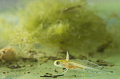 Crested newt larva (Triturus cristatus) in a pond, Ecrouves plateau, Côtes de Meuse, Lorraine, France