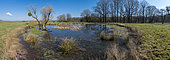 Meadow pond: site with green tree frog and great crested newt, spotted newt and alpine newt, between Boucq and Sanzey, Lorraine, France