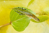 Crested newt larva (Triturus cristatus) in a pond, Lorraine, France