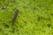 Great crested newt (Triturus cristatus) young in aquatic vegetation, Villey-Saint-Etienne, Lorraine, France