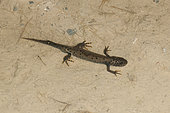 Crested newt (Triturus cristatus) nuptial male in a quarry, Xeuilley, Lorraine, France
