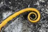 Great crested newt (Triturus cristatus) coiled tail, immobile newt in cataleptic position showing its aposematic orange colours, Saulxures-les-Nancy, Lorraine, France