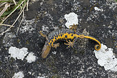 Great crested newt (Triturus cristatus), motionless newt in cataleptic position showing its aposematic orange colours, Saulxures-les-Nancy, Lorraine, France