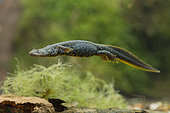 Female crested newt (Triturus cristatus) swimming in a pond, Ecrouves plateau, Lorraine, France