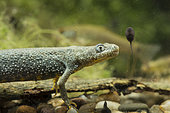 Crested Newt (Triturus cristatus) adult female in front of its prey: an European Frog tadpole in a pond, Ecrouves Plateau, Lorraine, France