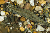 Great crested newt (Triturus cristatus) male seen from above in a pond, Plateau d'Ecrouves, Lorraine, France