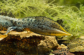 Tail of Crested newt (Triturus cristatus) male in a pond, Ecrouves plateau, Lorraine, France