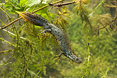 Crested newt (Triturus cristatus) male in a pond, Ecrouves plateau, Lorraine, France