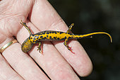 Crested newt (Triturus cristatus) held in hand in catalepsy, not moving and showing its orange aposematic colours, Lerouveille, Lorraine, France