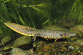 Crested newt (Triturus cristatus) female aquatic phase, Villey-Saint-Etienne, Lorraine, France