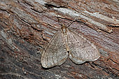 Winter Moth (Operophtera brumata) on wood, top view, closed wings, Gers, France.