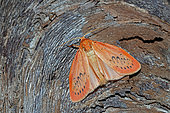 Rosy footman (Miltochrista miniata) on wood, top view, open wings, Gers, France.