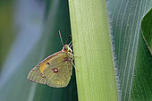 Clouded Yellow (Colias crocea) on stem, side view, Gers, France.
