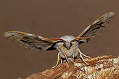 Aspen Hawk-moth (Laothoe populi) on wood, front view, open wings, Gers, France.