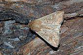 Clay (Mythimna ferrago) on wood, top view, open wings, Gers, France.