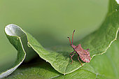 Dock Bug (Coreus marginatus) on leaf, top view, Gers, France.