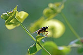Common yellow dung fly (Scathophaga stercoraria) on Euphorbia, seen in profile against the light, Gers, France.