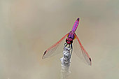 Violet Dropwing (Trithemis annulata) male, front view, open wings, Gers, France.