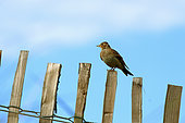 Skylark (Alauda arvensis) on a fence, Guidel, Morbihan, Brittany, France
