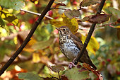 Song thrush (Turdus philomelos) on a branch, Illfurth, Haut-Rhin, Alsace, France