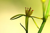 Bog asphodel (Narthecium ossifragum), flower, France
