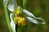 Bee orchid (Ophrys apifera form chlorantha), Guidel, Morbihan, Bretagne, France