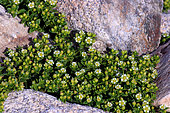 Sea Sandwort (Honckenya peploides), Ploemeur, Morbihan, Bretagne, France