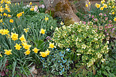 Spring flower bed: Daffodil and Christmas roses (Helleborus niger) at the foot of a tree