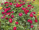 Rosa rekord 'Milano' in bloom
