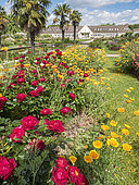 Rosa rekord 'Milano' in bloom and California poppy (Eschscholzia californica), Ecole du Breuil, Paris, France