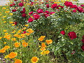 Rosa rekord 'Milano' in bloom and California poppy, Eschscholzia californica