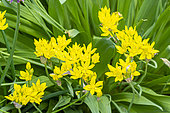 Golden Garlic, Allium moly, flowers