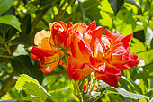 Rosa 'Joseph's Coat', flowers