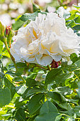 Perpetual White Moss Rosebush, Rosa 'Quatre Saisons Blanc Mousseux', Damask Rose, fleur