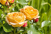 Rosa 'Westerland', flowers