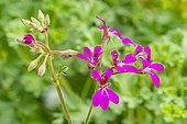 Scented leaf Pelargonium, Mint scented, Pelargonium 'Deerwood Lavender Lad', flowers