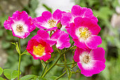 Rosa 'American Pillar', flowers