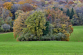 Forest in autumn and grove of trees in a cultivated field, Dambenois, Doubs, France