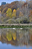 Mute swans (Cygnus olor) on the water, Veronne pond in autumn, Territoire de Belfort, France