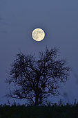 Full moon over an old fruit tree, Brognard plateau, Doubs, France