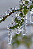 Rosehip leaves caught in ice, Ecot, Doubs, France