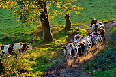 Montbeliarde cows on pasture, returning for evening milking, Terres de Chaux, Doubs, France