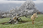 Ane blanc à côté d'un arbre couvert de givre, Haut-Doubs, France