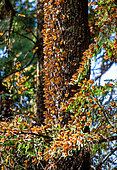Colony of Monarch butterflies (Danaus plexippus) on a trunk in a park El Rosario, Reserve of the Biosfera Monarca. Angangueo, State of Michoacan, Mexico.
