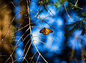 Monarch butterfly (Danaus plexippus) on branche in a park El Rosario, Reserve of the Biosfera Monarca. Angangueo, State of Michoacan, Mexico.